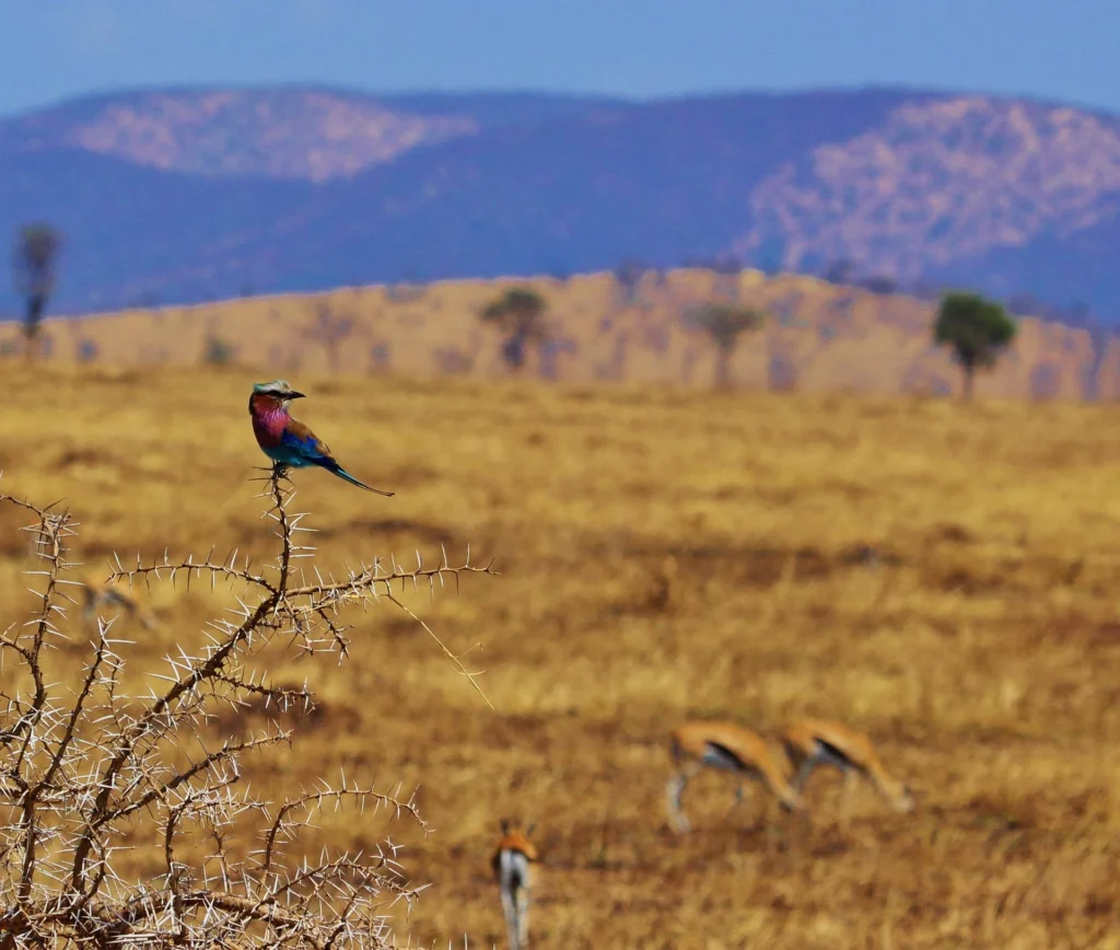 A colorful lilac-breasted roller perched on thorns during a southern serengeti safari.