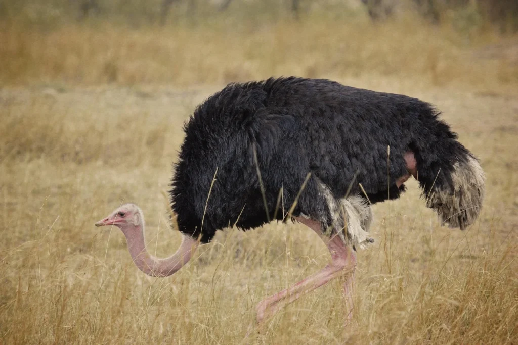 A male ostrich walking through savanna grass for a Serengeti bird watching guide.