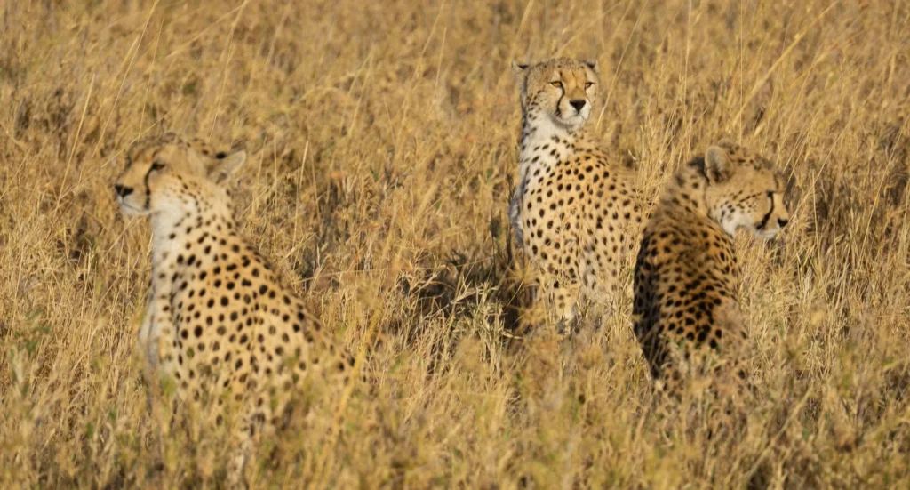 Three cheetahs scan the grassland during a predator hunting action serengeti safari.