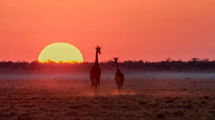 Two giraffes silhouetted against a massive golden sun during a serengeti sunset safari.