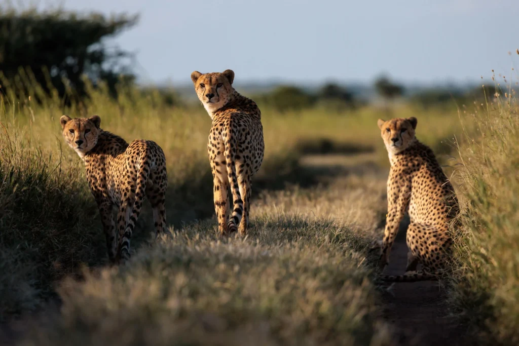 Three cheetahs looking back on a dirt track during a ndutu serengeti safari.