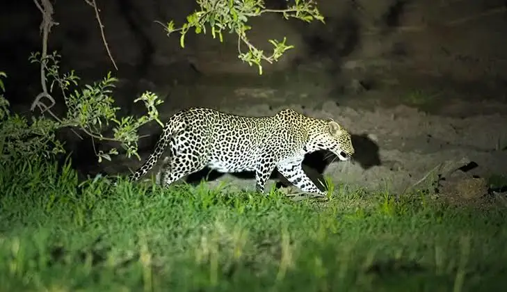 A wild leopard illuminated by a spotlight during a thrilling serengeti night game drive.