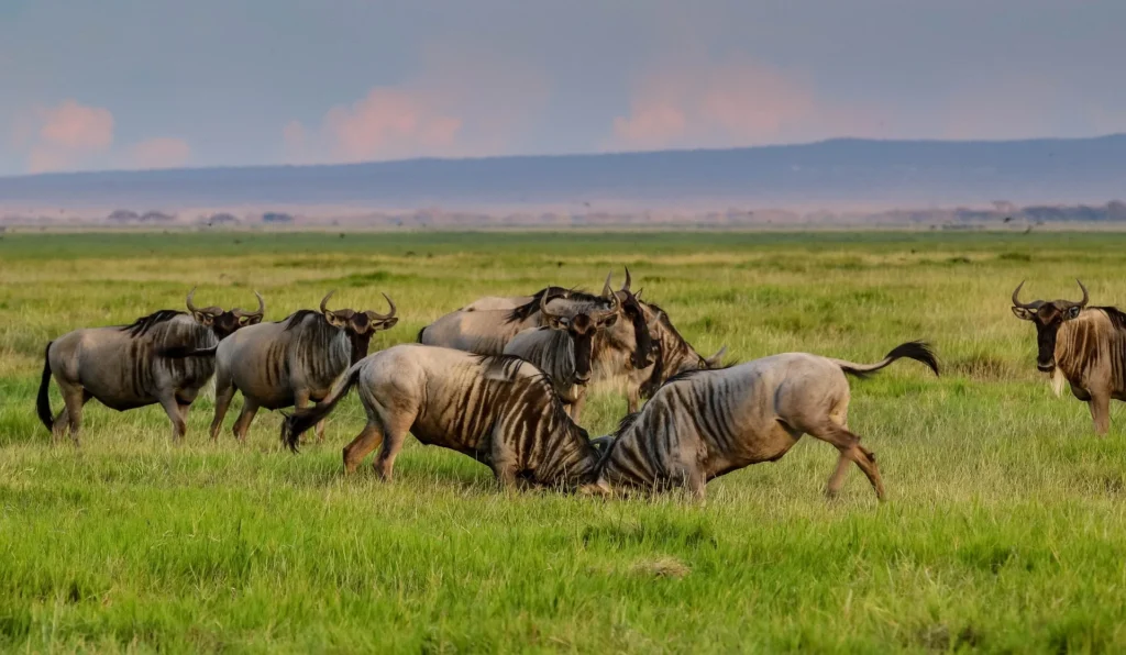 Two wildebeest bulls clashing horns on green savanna plains during rutting season.