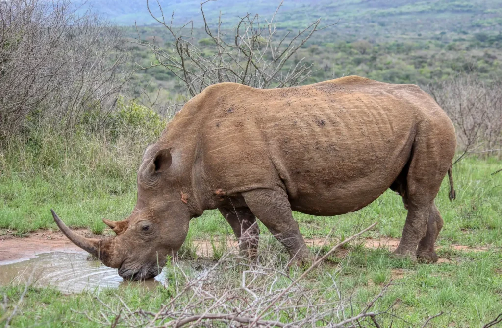 A rhinoceros drinking water from a puddle during a serengeti black rhino safari.