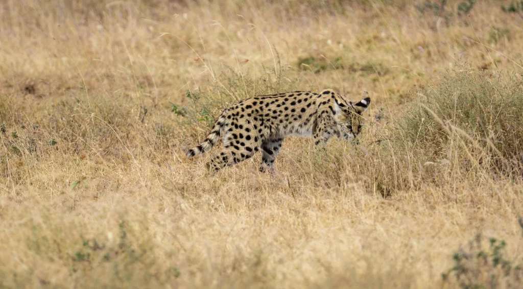 A serval cat walking through the dry grass as part of Serengeti safari activities.