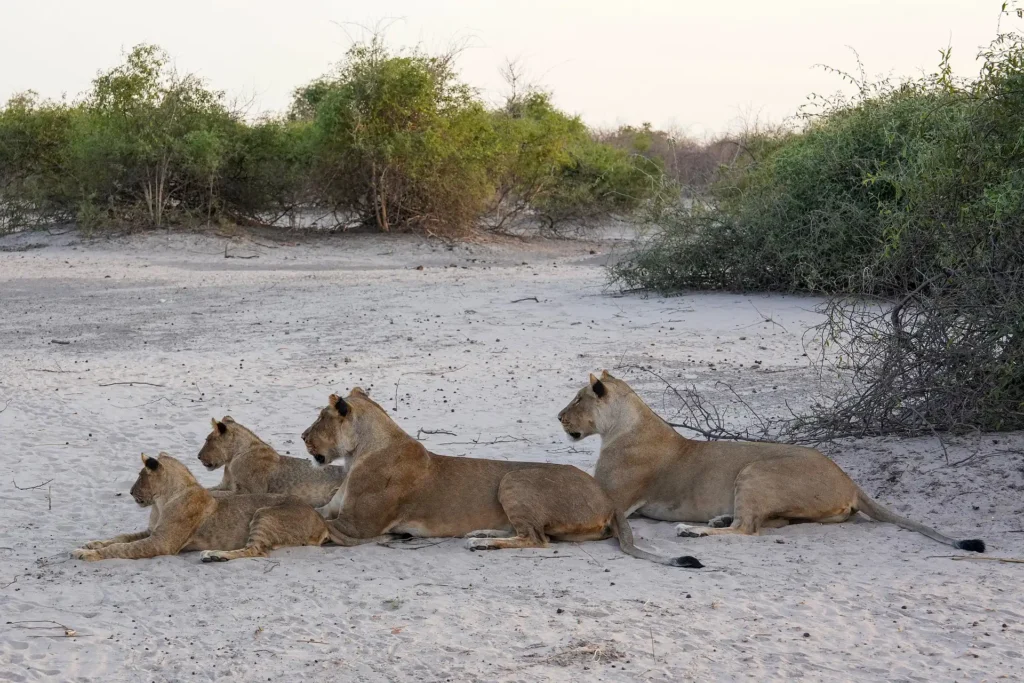 A group of lions resting on sandy ground during serengeti wildlife safari packages.