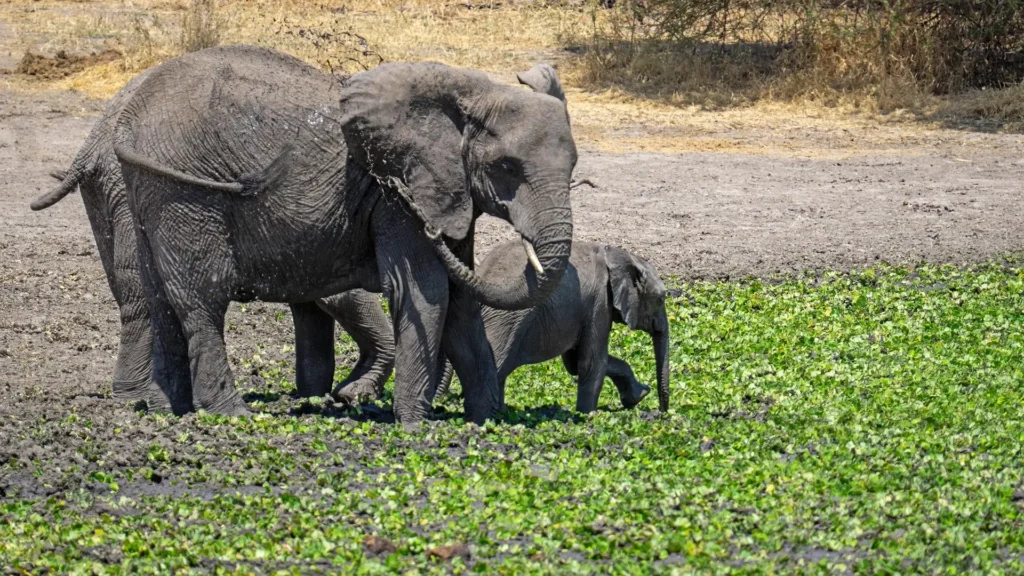 Elephants throwing mud near green vegetation, showcasing wild serengeti elephant herds.