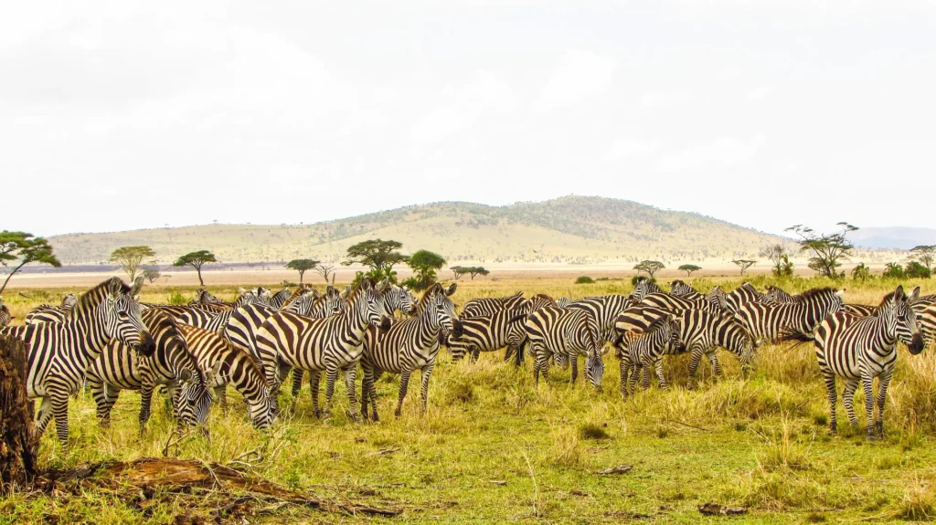 A large herd of zebras grazing on the savanna as part of Serengeti safari activities.