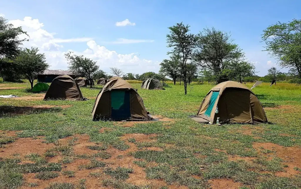 Small dome tents pitched on open grassy grounds at serengeti public campsites.