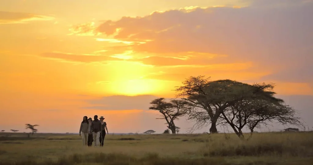 Tourists enjoying a sunset trek during a serengeti walking safari package.