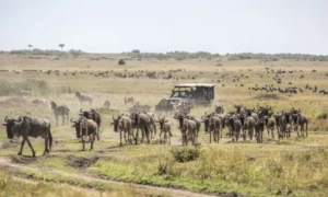 Safari vehicle surrounded by migrating wildebeest when deciding how many days in serengeti.
