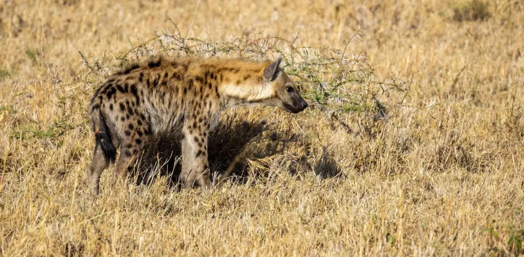 A spotted hyena prowling the savanna during a predator hunting action serengeti safari.
