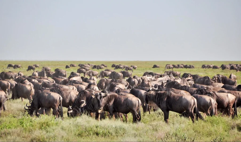 Large herd of wildebeest grazing on the open grassy plains of the Serengeti.