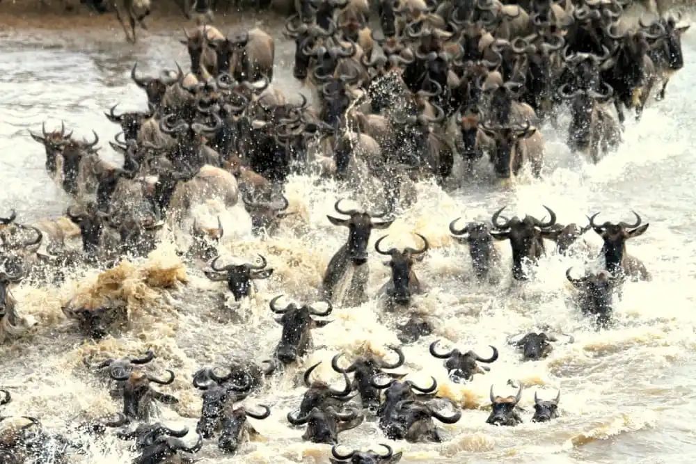 Wildebeest herd charging through splashing river water during Great Migration crossing.