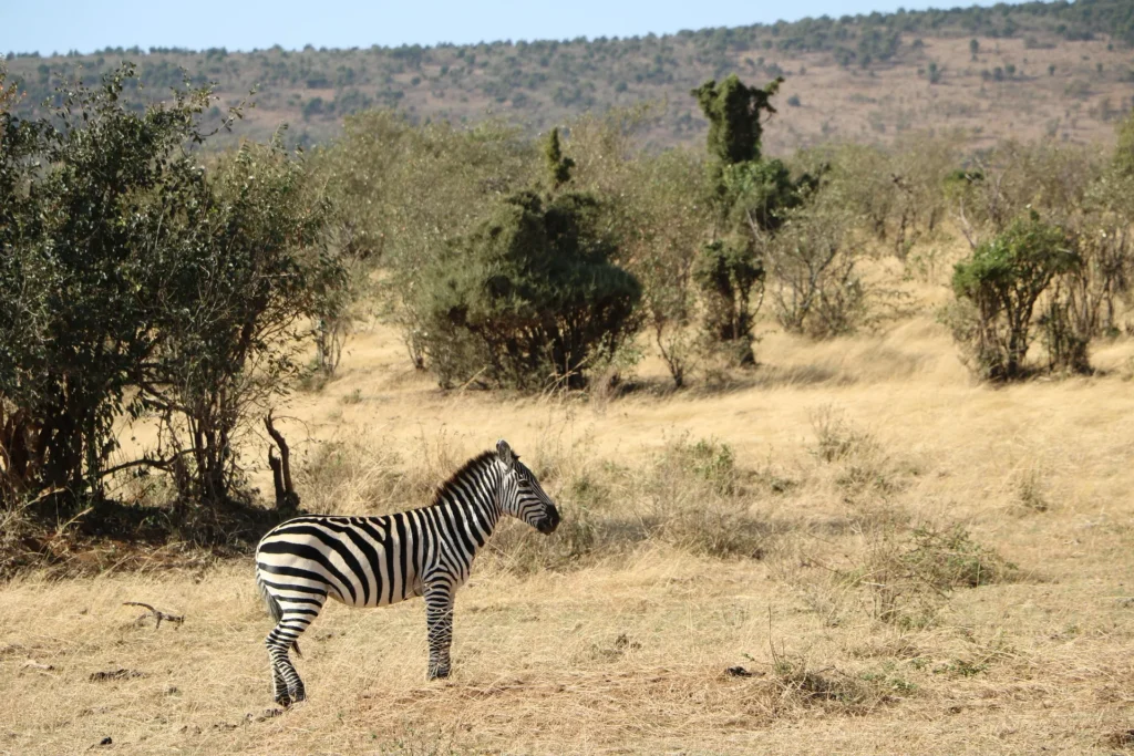 A lone zebra standing in the dry grass during a southern serengeti safari.
