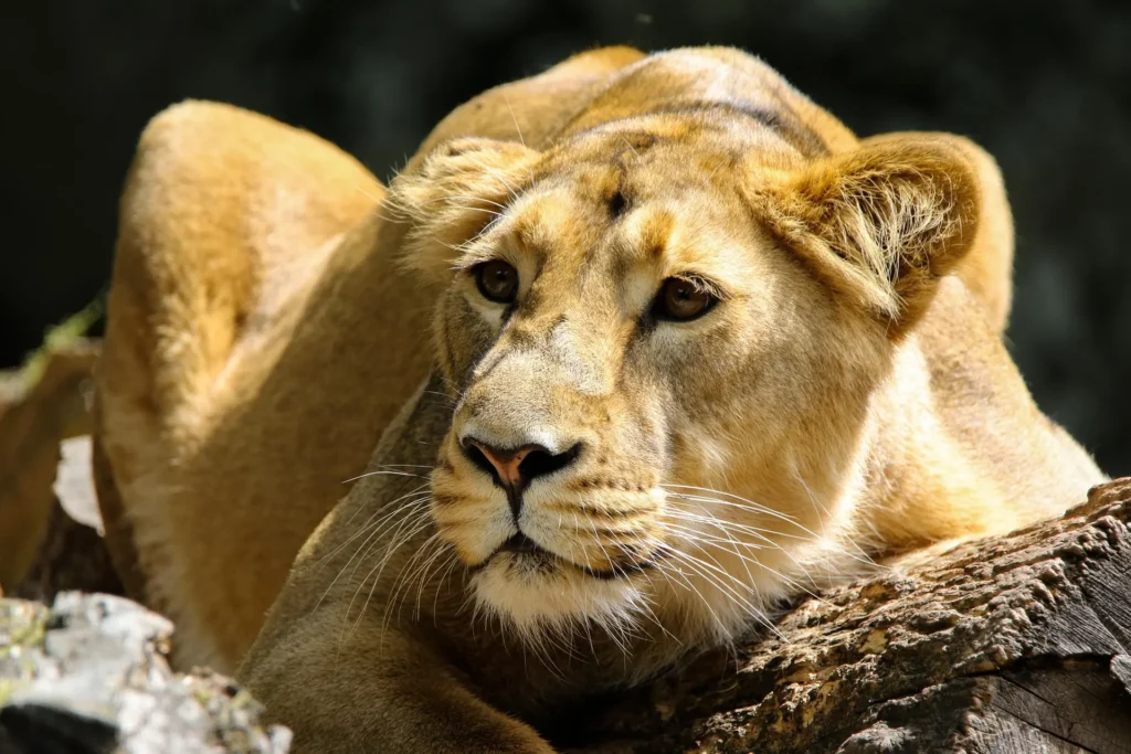 A crouching lioness focused intently during a thrilling predator hunting action serengeti safari.