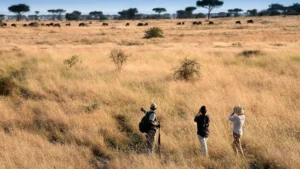 Guide and tourists watching wildlife in tall grass on a serengeti walking safari package.