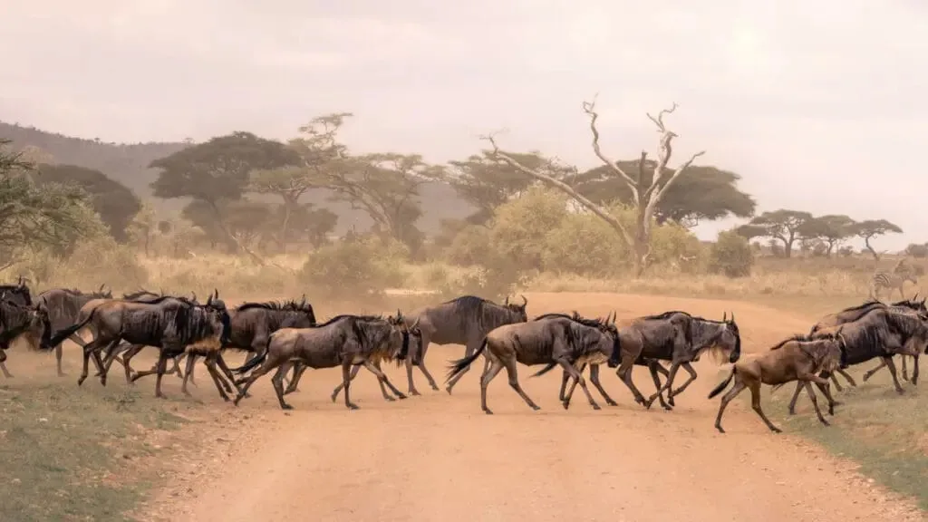 A herd of wildebeests running across a dusty safari road in the savanna.