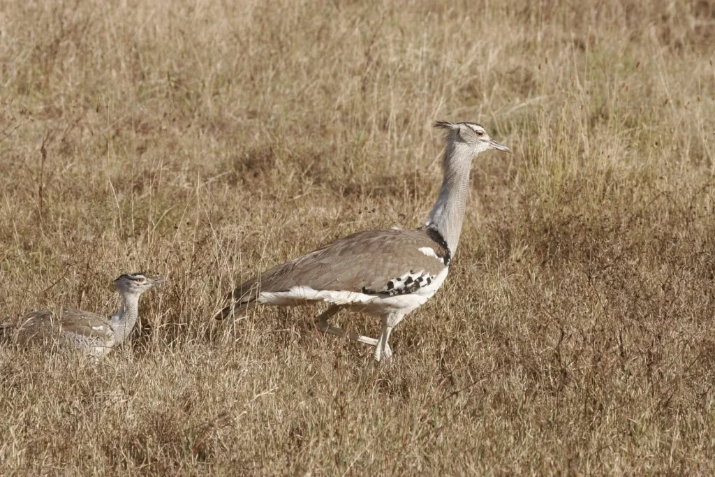 Two Kori bustards walking through dry grass for a Serengeti bird watching guide.