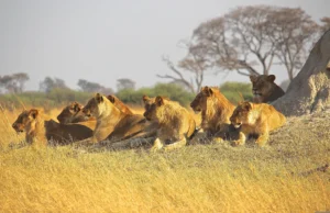 A pride of lions resting on dry grass during serengeti wildlife safari packages.