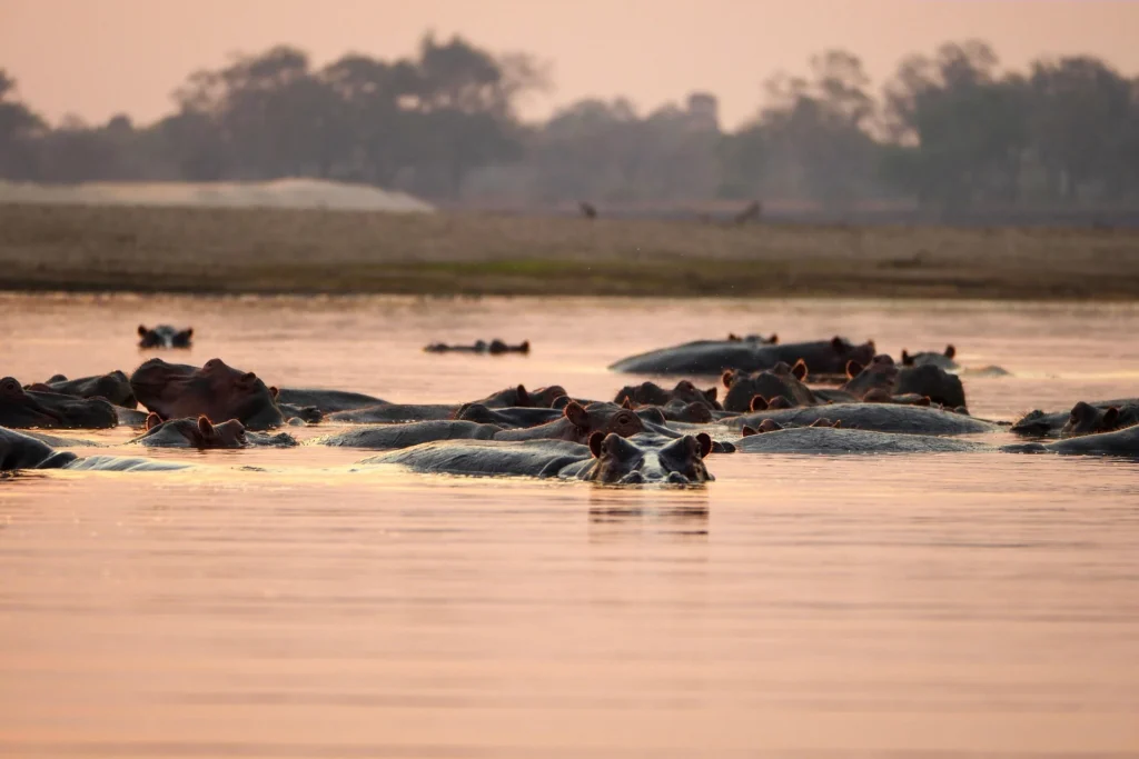 Hippos submerged in a river at sunset during a serengeti balloon safari package.