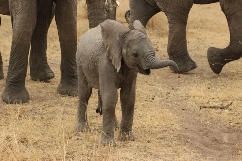 A cute baby elephant raising its trunk surrounded by protective serengeti elephant herds.
