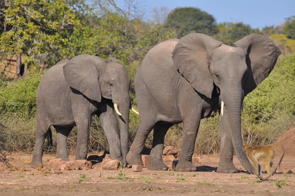 Two elephants and a monkey walking past bushes during serengeti wildlife safari packages.
