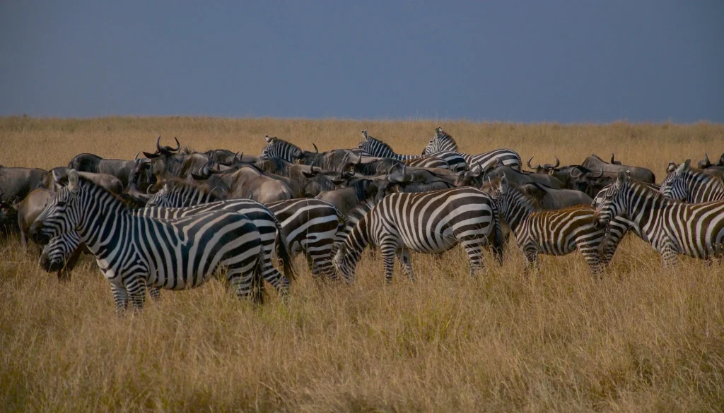 Zebras and wildebeests grazing together on the savanna during the wildebeest migration timeline.