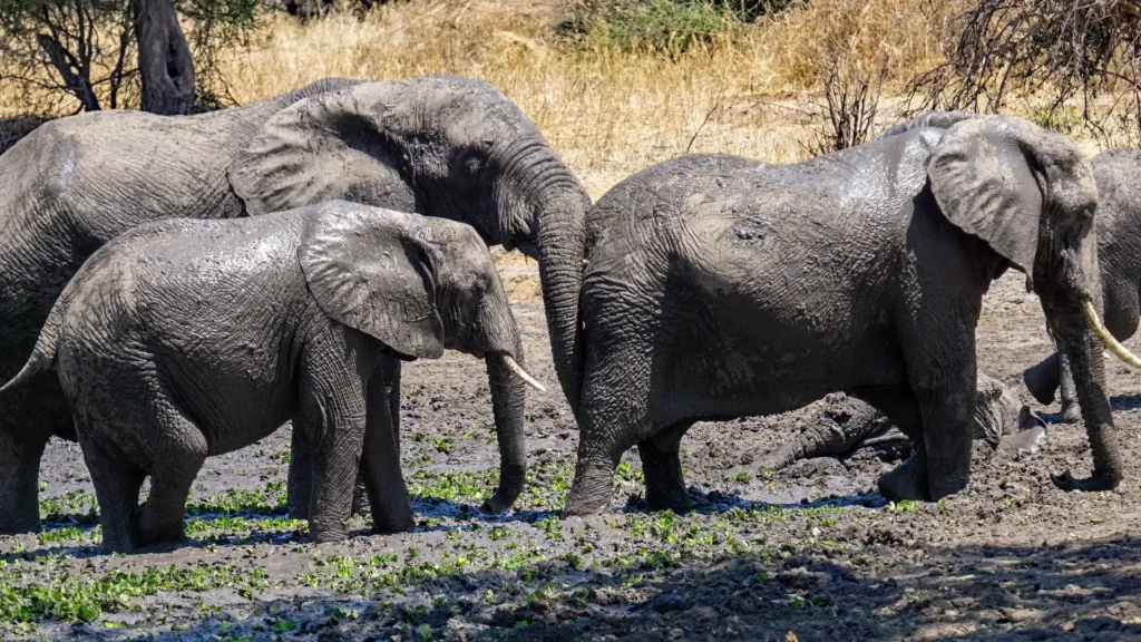 Mud-covered African elephants wallowing together, a spectacular sight of serengeti elephant herds.