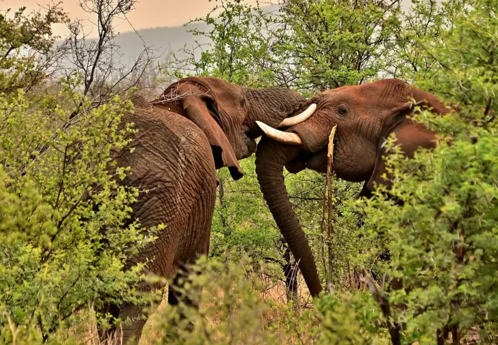 Two elephants locking tusks in the bushes during serengeti honeymoon safari packages.