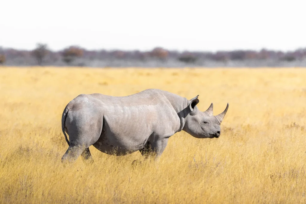 A single black rhinoceros standing in golden grass on a serengeti black rhino safari.