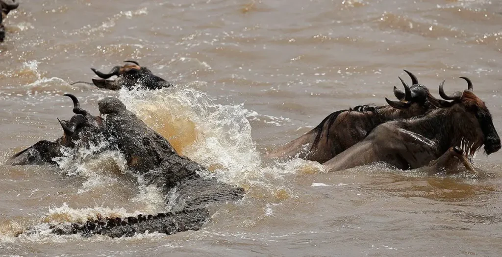 A large Nile crocodile lunges out of splashing river water to attack swimming wildebeest during the migration.