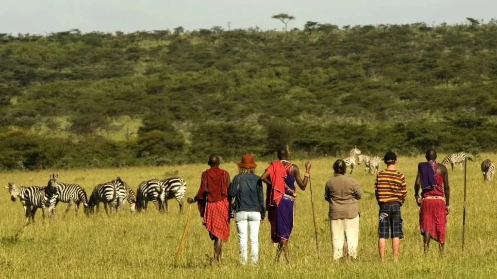 Tourists and Maasai guides walk near grazing zebras on a serengeti walking safari package.