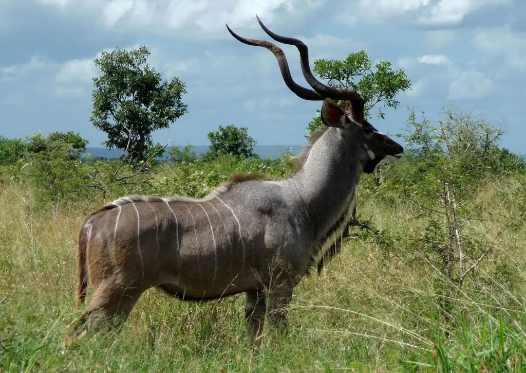 A male greater kudu standing in the brush during a southern serengeti safari.