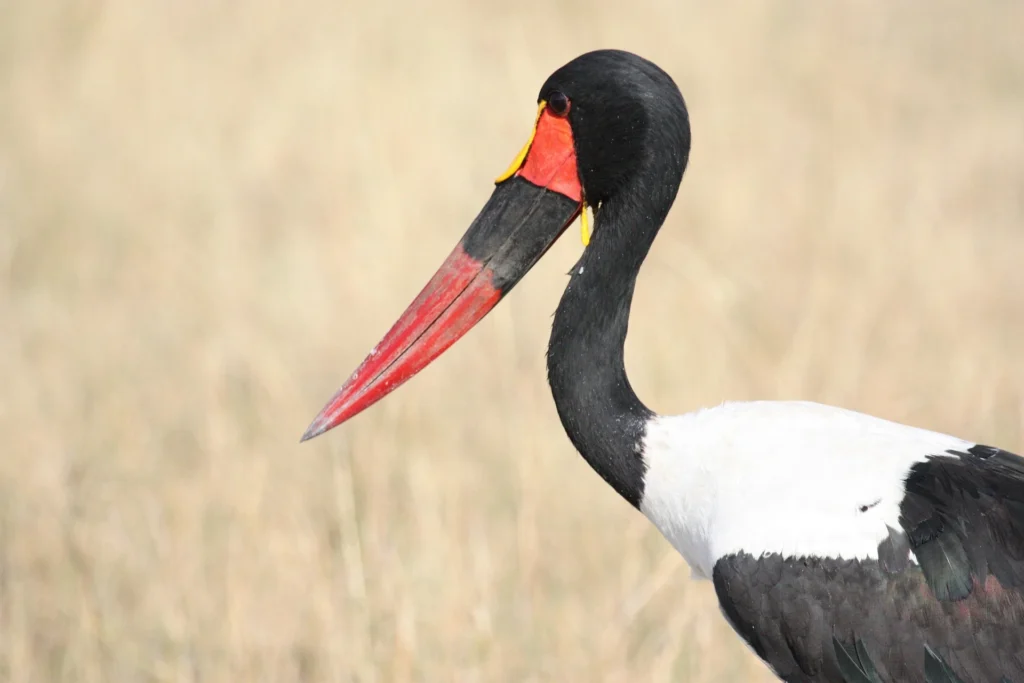 A saddle-billed stork featured in a Serengeti bird watching guide.