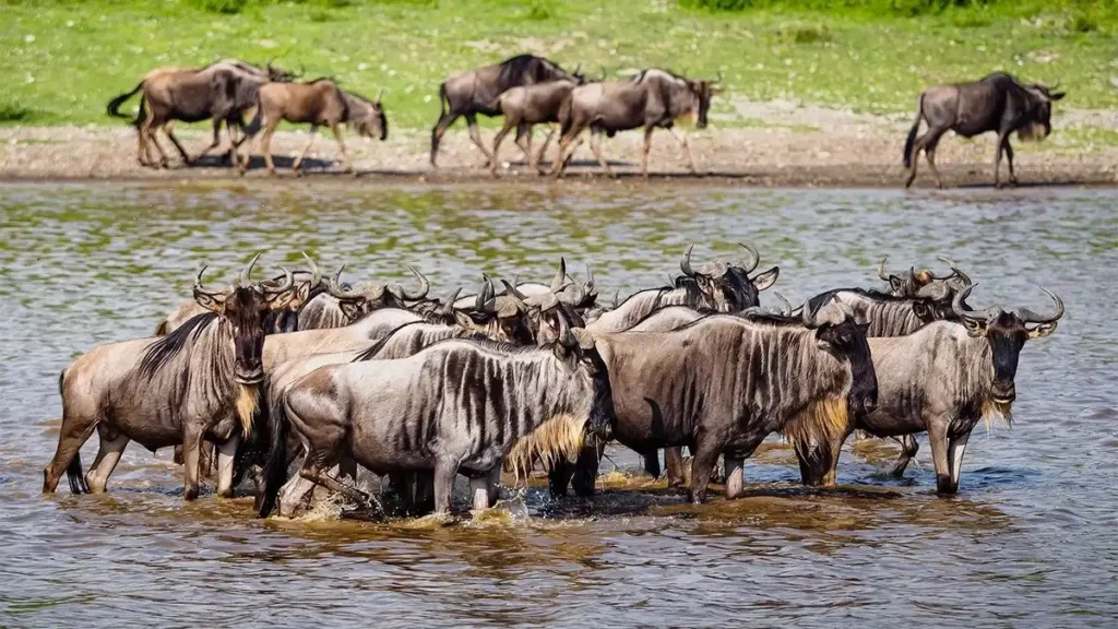 A herd of wildebeests wading through a river during an exciting ndutu serengeti safari.