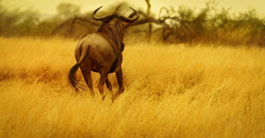 Lone wildebeest running through tall golden grass across savanna plains at sunset.