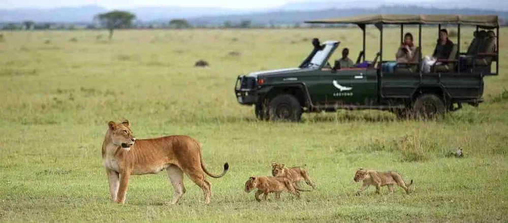 Lioness with cubs walking past tourists following Tanzania safari safety tips inside a vehicle.
