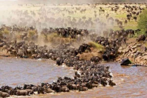 Wildebeests crossing a dusty river bank during serengeti migration safari packages.