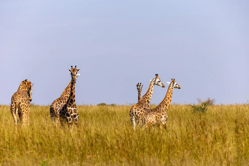 A herd of giraffes standing in tall grass during serengeti wildlife safari packages.