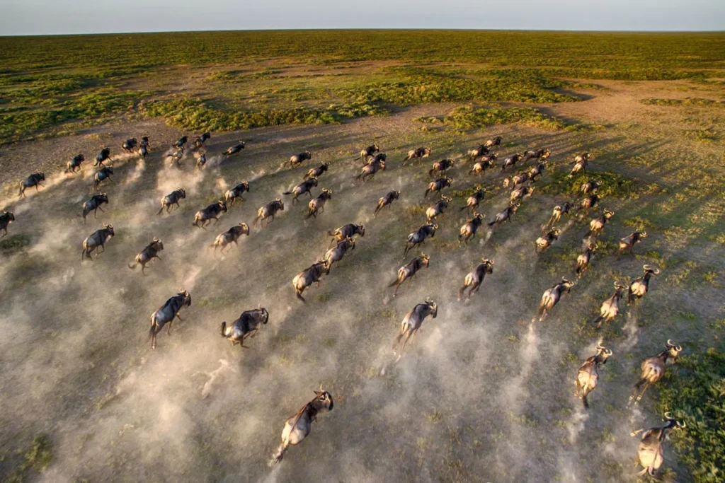 Aerial view of a running herd, a key phase in the wildebeest migration timeline.