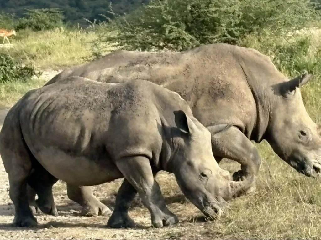 Two rhinoceroses grazing together in the grass during serengeti honeymoon safari packages.