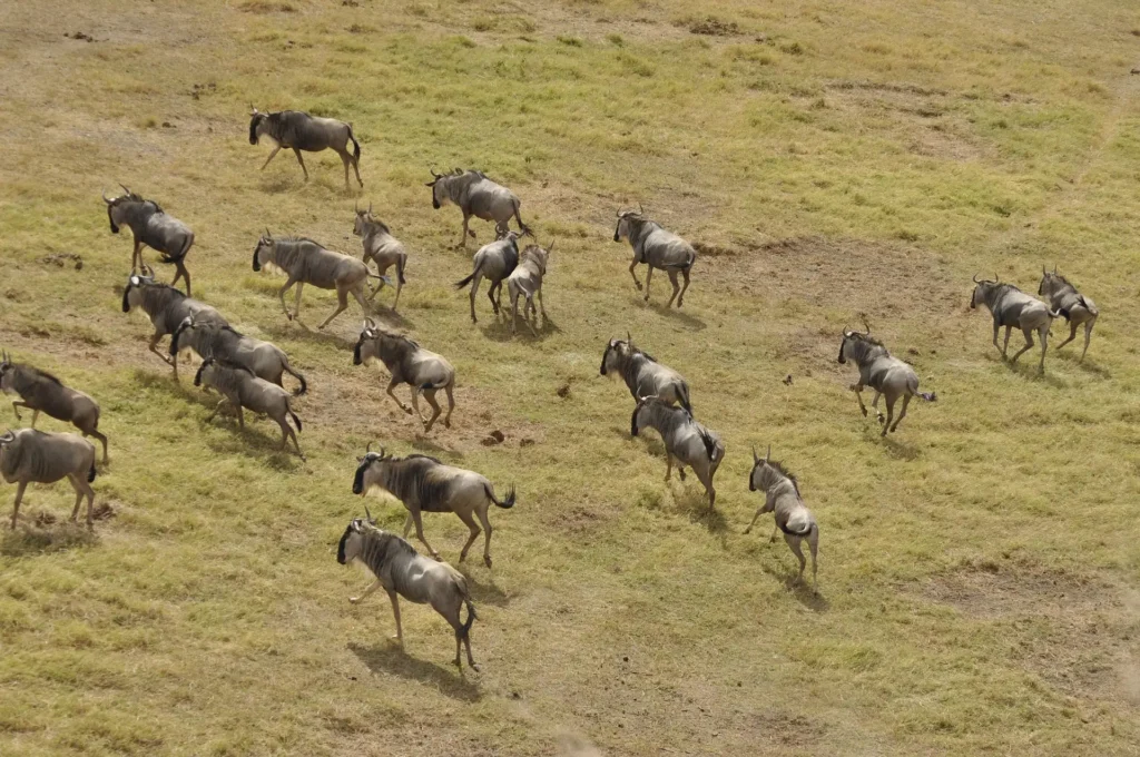 High-angle view of a wildebeest herd running on grassland during the wildebeest migration timeline.