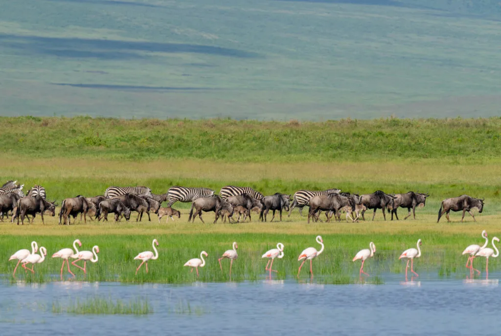 Flamingos, wildebeests, and zebras near the water during a ndutu serengeti safari.